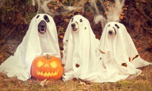 ハロウィンは仮装の日ではない!? 外国の行事をイベント化する日本人の宗教意識を英語で説明する方法