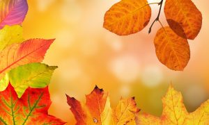 紅葉狩り・りんご狩りを英語で？