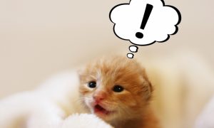 WhatとHow、どちらを使う？「なんて～なんだろう！」を英語で